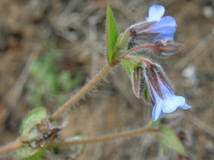 Trichodesma microcalyx