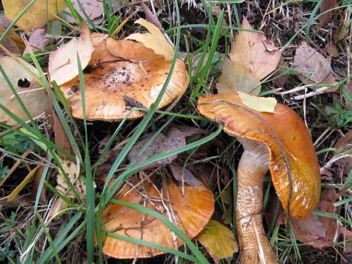 Tricholoma aurantium