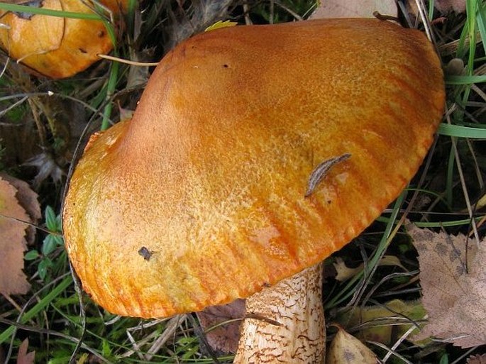 Tricholoma aurantium