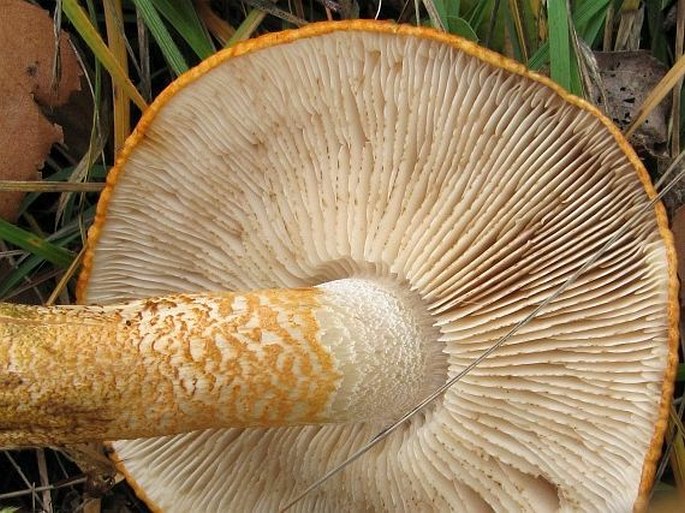 Tricholoma aurantium