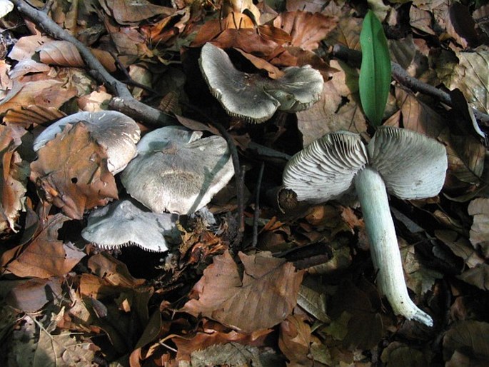 Tricholoma sciodes