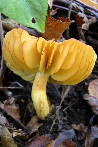 Tricholoma sulphureum