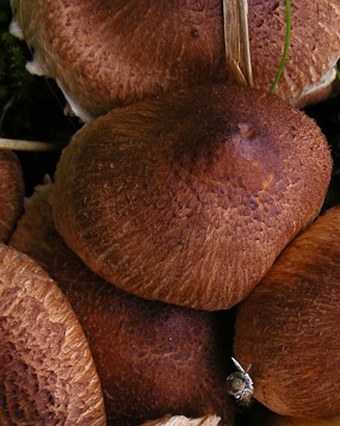 Tricholoma vaccinum