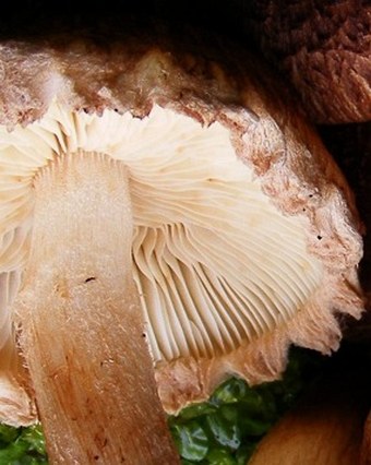 Tricholoma vaccinum