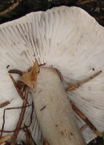 Tricholoma virgatum