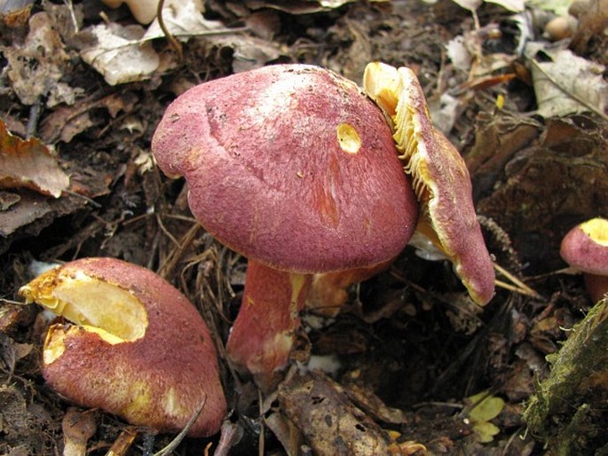 Tricholomopsis rutilans