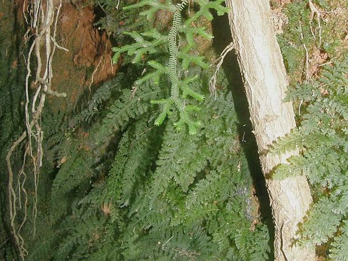 Trichomanes cupressoides