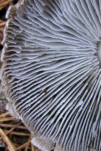 Tricholoma terreum