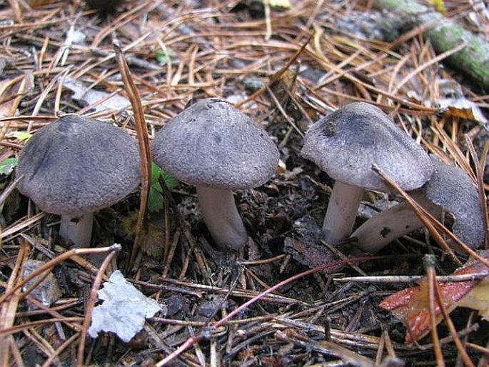 Tricholoma terreum