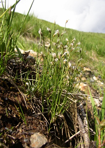 Trichophorum alpinum