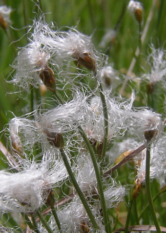 Trichophorum alpinum