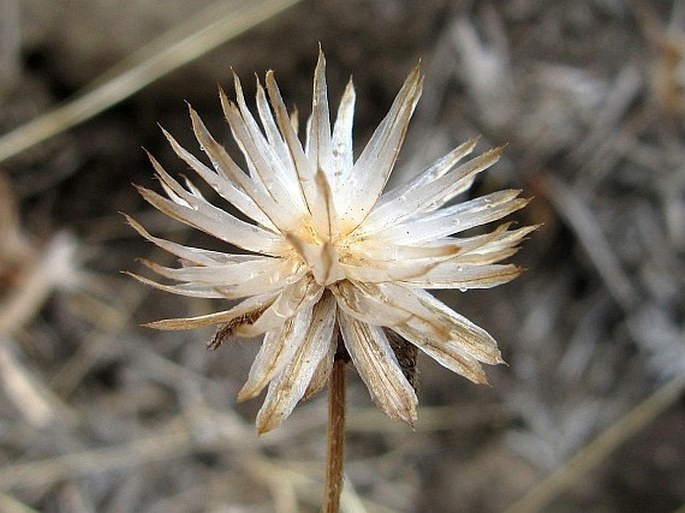 Tridax procumbens