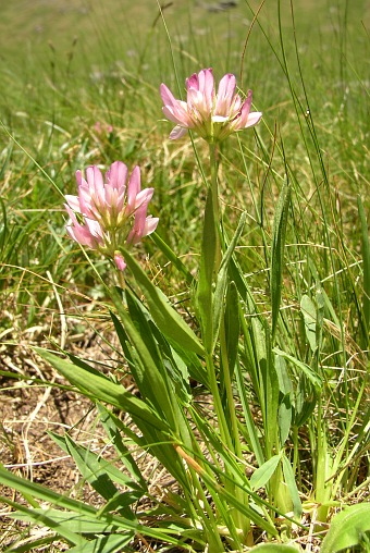 Trifolium alpinum