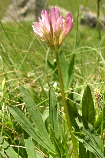 Trifolium alpinum