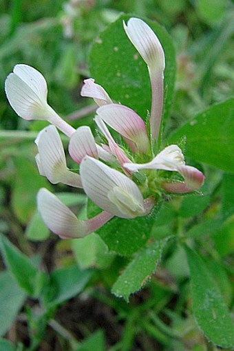 Trifolium clypeatum