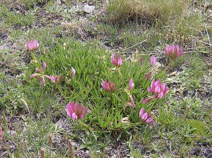 Trifolium alpinum