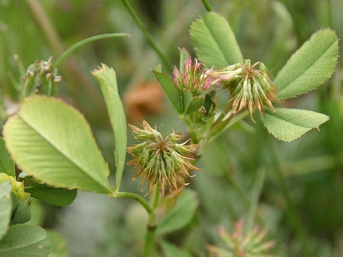 Trifolium angulatum