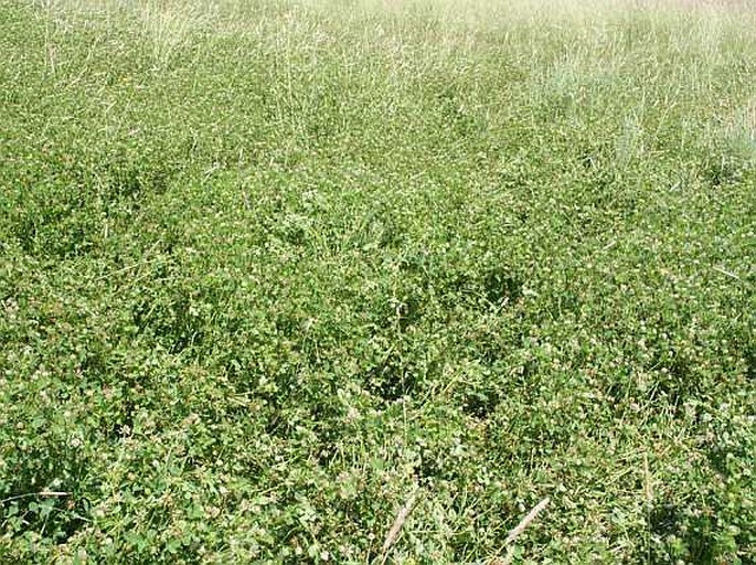 Trifolium angulatum