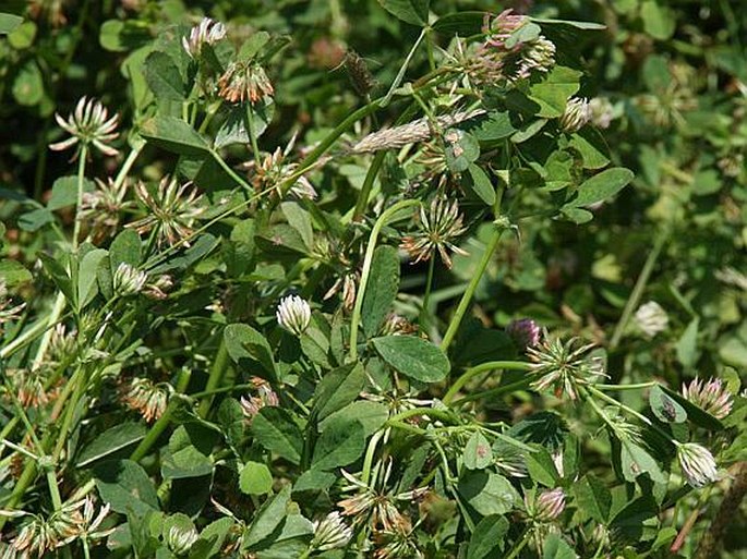 Trifolium angulatum