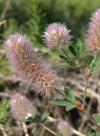 Trifolium arvense