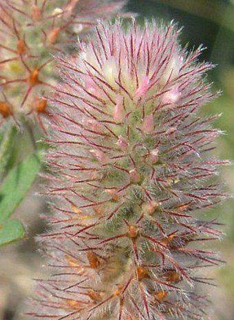 Trifolium arvense