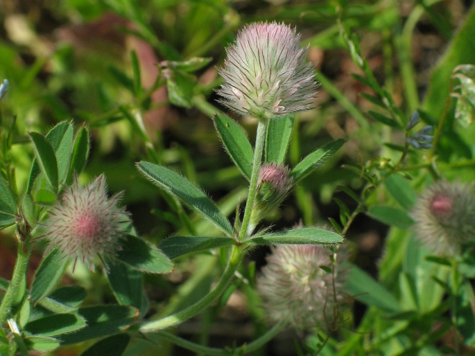 Trifolium arvense