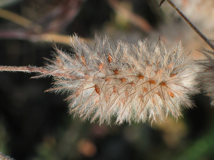 Trifolium arvense