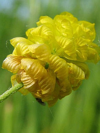 Trifolium campestre