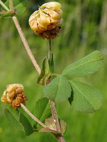 Trifolium campestre