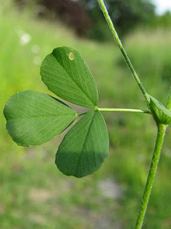 Trifolium campestre