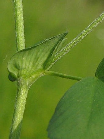 Trifolium campestre