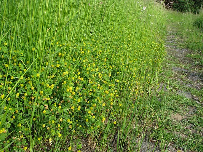 Trifolium campestre