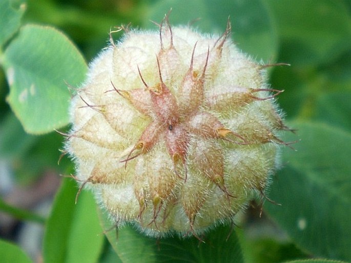 Trifolium fragiferum