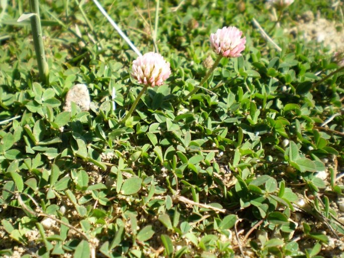 Trifolium fragiferum