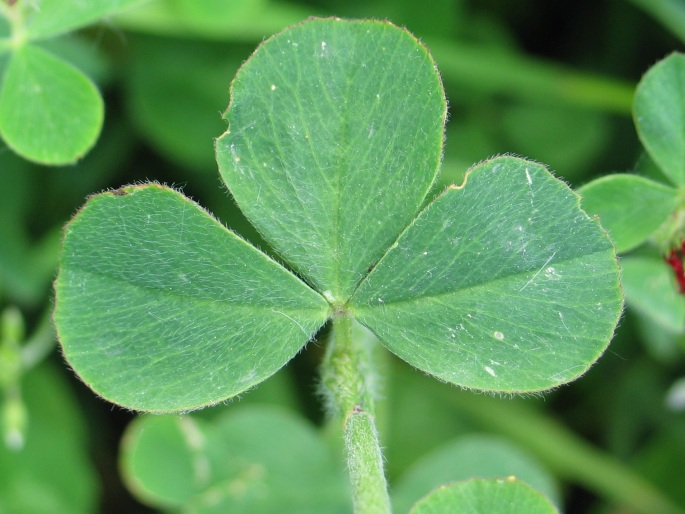 Trifolium incarnatum