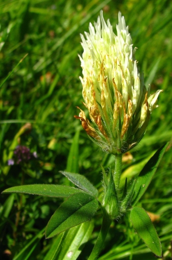 Trifolium ochroleucon