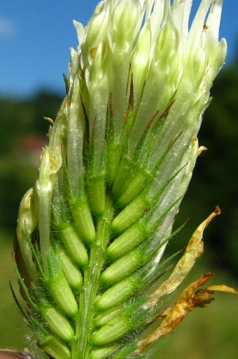 Trifolium ochroleucon