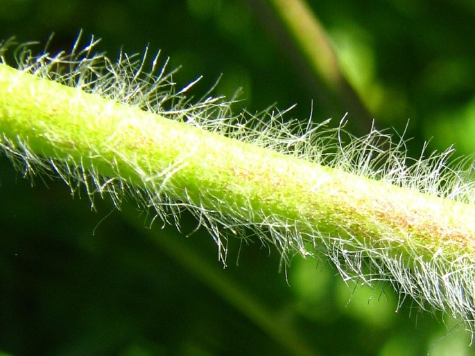 Trifolium ochroleucon