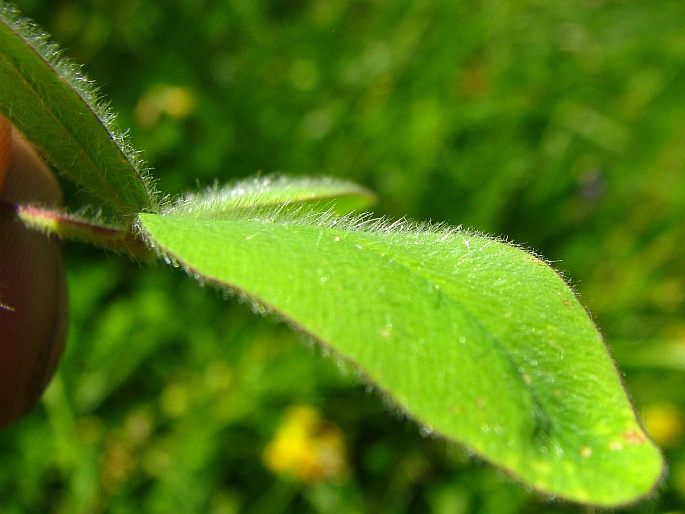 Trifolium ochroleucon