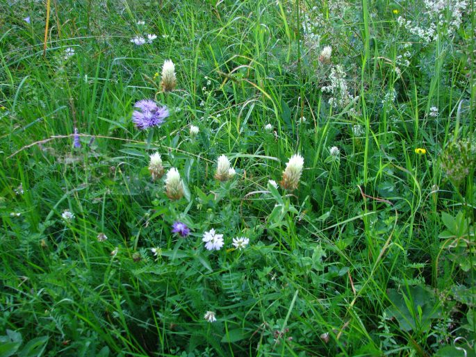 Trifolium ochroleucon