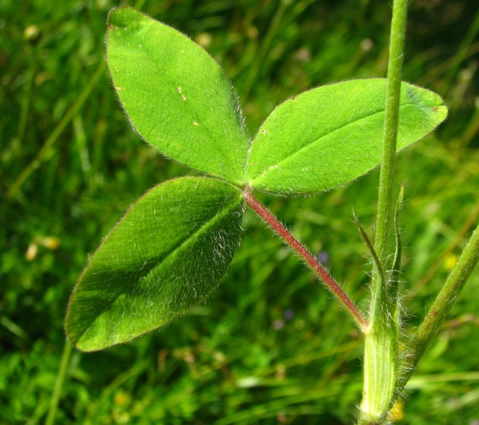 Trifolium ochroleucon