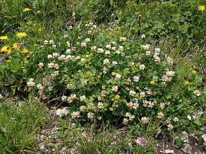 Trifolium orbelicum