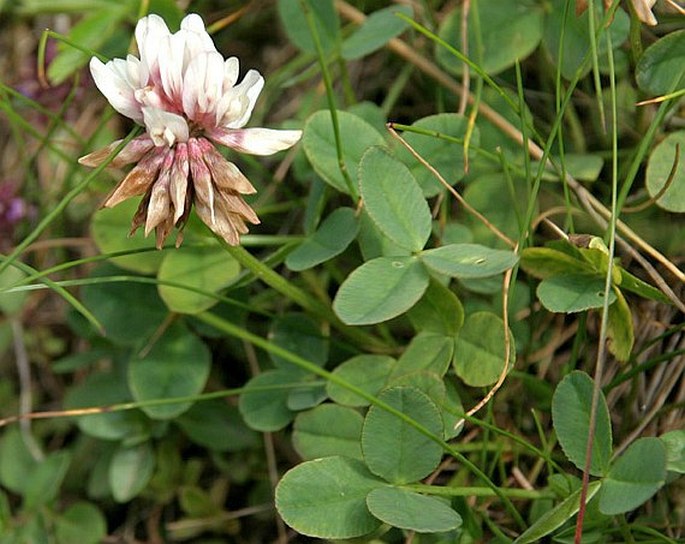 Trifolium orbelicum