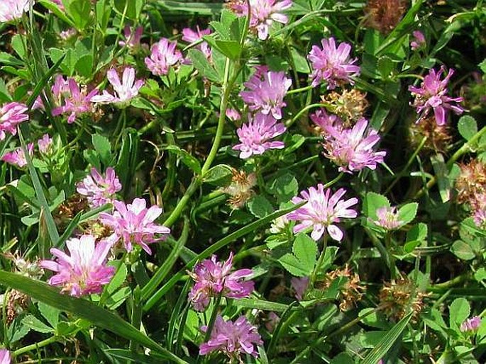 Trifolium resupinatum