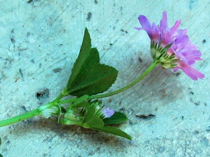 Trifolium resupinatum