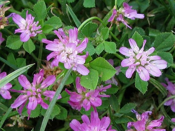 Trifolium resupinatum