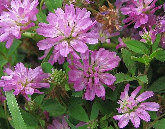 Trifolium resupinatum