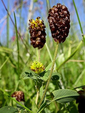 Trifolium spadiceum