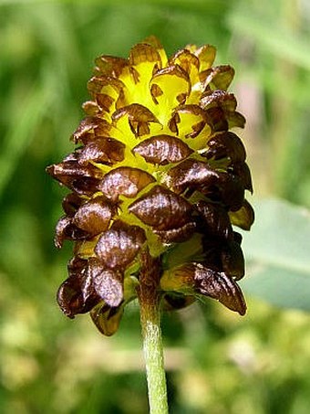 Trifolium spadiceum