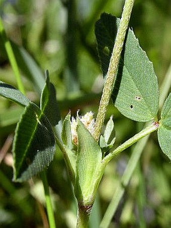 Trifolium spadiceum